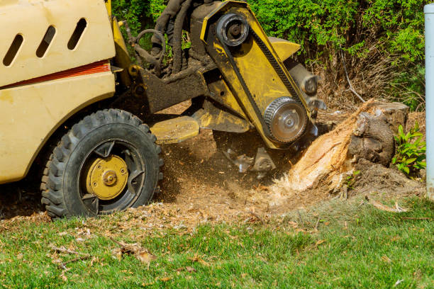 Best Arborist Consultation Services  in Chalmette, LA