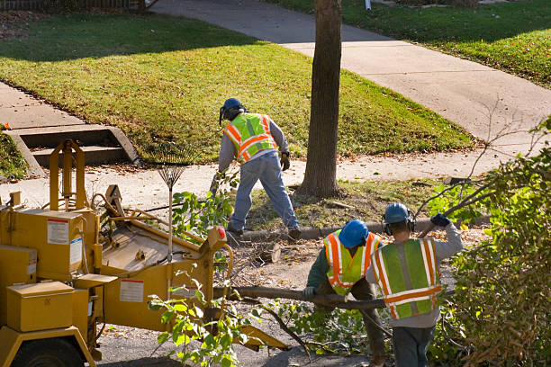 Best Tree Health Inspection  in Chalmette, LA